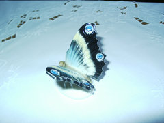 Volkstedt pillangó, lepke, hibátlan gyönyörűség