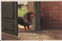 Régi antik képeslap levlap kutya állap