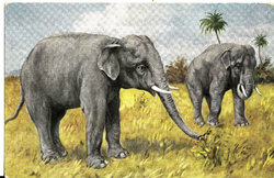 Régi H. Miller  képeslap levlap állat elefánt 