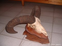 Mouflon ram head