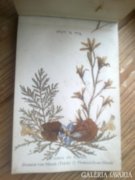 120 éves jeruzsálemi virágalbum! Értékes judaika!