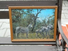 Zebras - framed puzzle picture