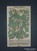 Antik színezett fametszet 17 sz., Tabernaemontanus, 1625