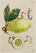 Antik Botanical citrom poszter reprodukció