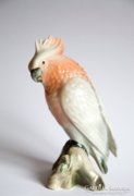 Royal dux papagáj kakadu