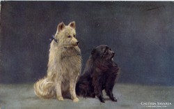 Kutyapóz, használt lap: 1907.