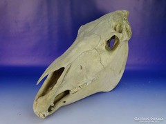 0F896 Preparált állatorvosi tanulmány ló koponya