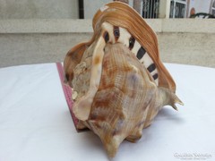 "Cápa száj" tengeri kagyló