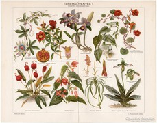 Teremnövények I., Pallas színes nyomat 1898