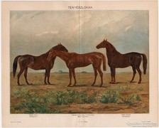 Tenyészlovak, Pallas színes nyomat 1898