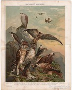 Ragadozó madarak I., Pallas színes nyomat 1898