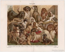 Kutyák, Pallas színes nyomat 1898, eredeti, antik