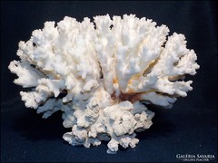  Fehér valódi tengeri korall , súly jelentős 1.393 gramm 