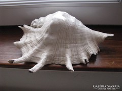 Régi tengeri kagyló