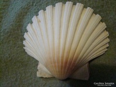 Tengeri Shell kagyló