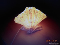 Egyedi Gyönyörű Kagyló Lámpa