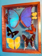 Lepke pillangó gyűjtemény preparátum