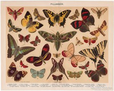 Pillangók, 1898, Pallas nyomat, eredeti, antik, lepke