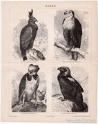 Sasok, Pallas nyomat 1898, eredeti, antik, sas, madár