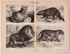 Ragadozók I., Pallas nyomat 1898, eredeti, antik, vadászat
