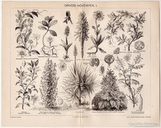Orvosi növények I., Pallas nyomat 1898, eredeti, antik