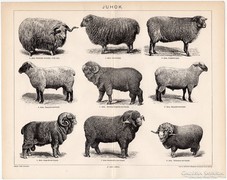 Juhok, Pallas nyomat 1898, eredeti, antik, állattenyésztés