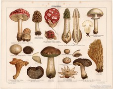 Gombák, Pallas színes nyomat 1895, eredeti, antik