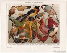 Külföldi szobamadarak, Pallas színes nyomat 1898, eredeti