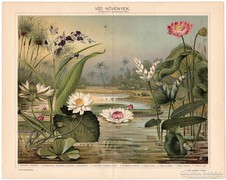 Vízi növények, Pallas színes nyomat 1898, eredeti, antik