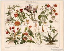 Teremnövények I., Pallas színes nyomat 1898, eredeti, antik
