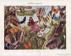 Lepkék (közép-európaiak), Révai színes nyomat 1915, eredeti