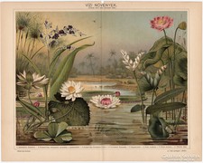 Vízi növények II., Pallas színes nyomat 1898, eredeti, antik