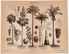 Pálmák I., Pallas nyomat 1896, eredeti, antik, pálmafa