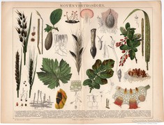 Növénybetegségek, nyomat 1892, eredeti, antik, magyar nyelvű