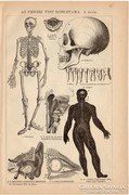 Az emberi test bonctana I., II.  nyomat 1892, eredeti, antik