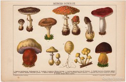 Mérges gombák, 1892, színes nyomat, eredeti, gomba