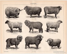 Juhok, Pallas nyomat 1898, eredeti, régi, állattenyésztés