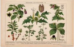Mérges növények II. 1892, színes nyomat, eredeti, natragulya