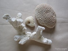Tengeri korall és szivacs