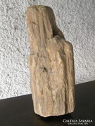 Tölgy kövület fa kő ásvány fosszília 34 cm !