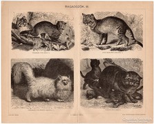 Ragadozók III., Pallas nyomat 1898, eredeti, macska