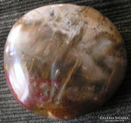 Petrified wood fosszília lapos kő