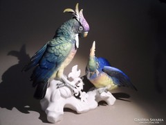 ENS jelzésű papagáj pár