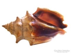 Dobostorta színű tengeri csiga háza, csigaház