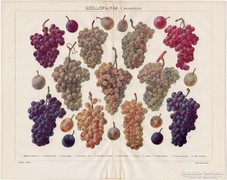 Szőllőfajták I., színes nyomat 1925, szőlő, bor, borászat