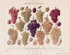 Szőllőfajták II., színes nyomat 1925, szőlő, bor, csemege