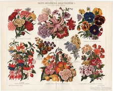 Kerti növények I.., színes nyomat 1914, szegfű, növény