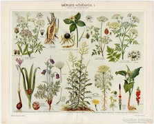 Mérges növények I., színes nyomat 1915, növény, bürök