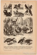 Házi állatok V. és halak, egyszín nyomat 1892, baromfi, hal