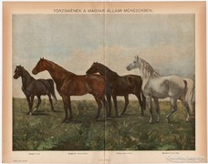 Törzsmének, színes nyomat 1898, ló, Nonius, Primás II. 